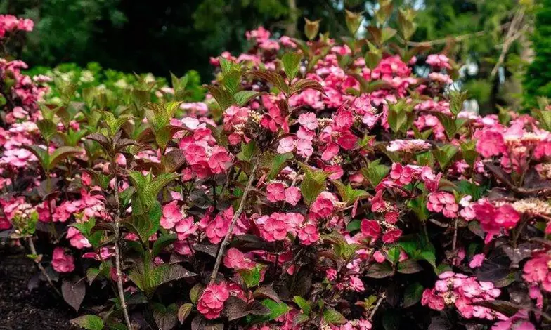 Hydrangeas in Quart, 1 Gallon, and 2 Gallon Sizes with Free Shipping (Up to 24% Off)