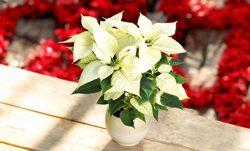 Image 1: Set de 3 ou 6 plantes de Noël "Poinsettia" rouges et / ou blanches