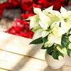 Image 1: Set de 3 ou 6 plantes de Noël "Poinsettia" rouges et / ou blanches