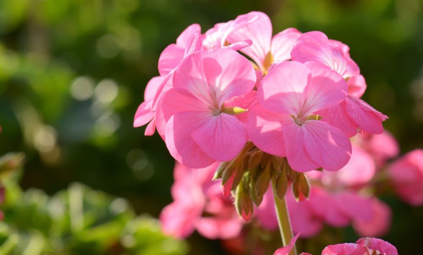 Image 6: Up to 72 Geranium 'Jackpot Candyfloss' Mix Plants