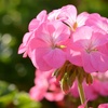Image 6: Up to 72 Geranium 'Jackpot Candyfloss' Mix Plants