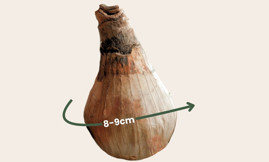 Image 3: 20 ou 40 bulbes de galanthine d'été "Leucojum aestivum"