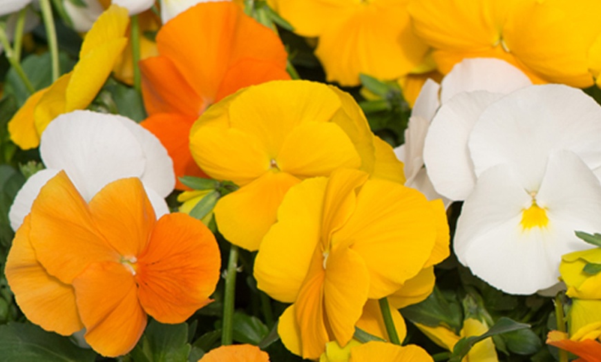 Image 19: Vibrant Winter Flowering Pansy Mixes - up to 72 Plants