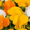Image 19: Vibrant Winter Flowering Pansy Mixes - up to 72 Plants