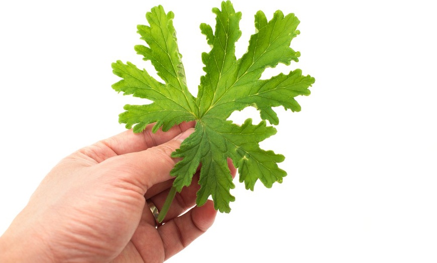 Image 4: 3 o 6 plantas de geranio "Pelargonium graveolens" antimosquitos