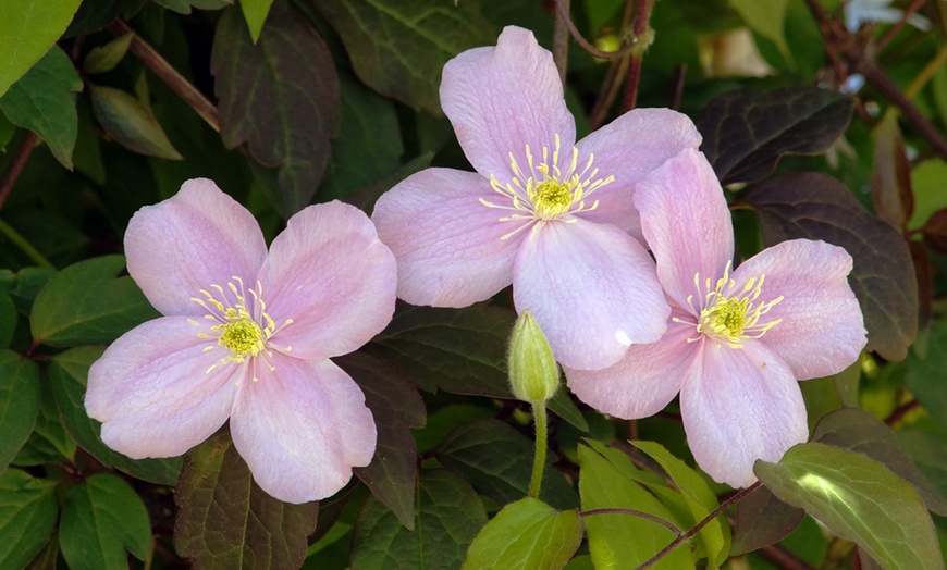 Image 9: One, Two or Three Clematis Potted Plants