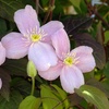 Image 9: One, Two or Three Clematis Potted Plants