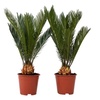 Image 3: Set van 2 palmbomen "Sago Palm"