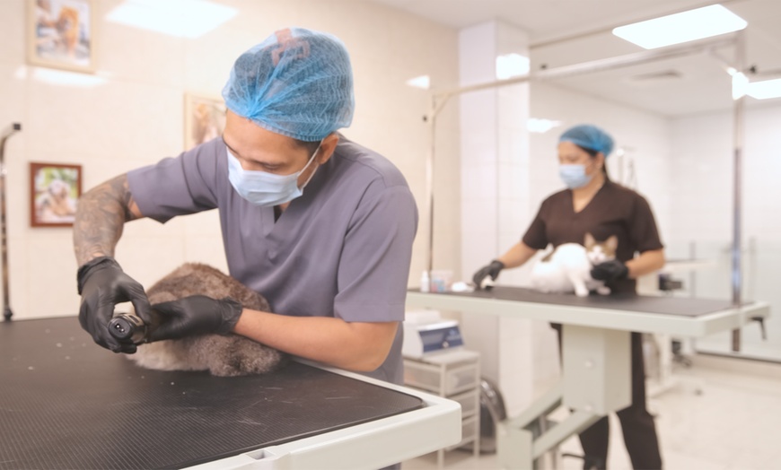 Image 3: Small/Medium/Large Dog Basic or Dry Grooming for Cat