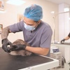 Image 3: Small/Medium/Large Dog Basic or Dry Grooming for Cat