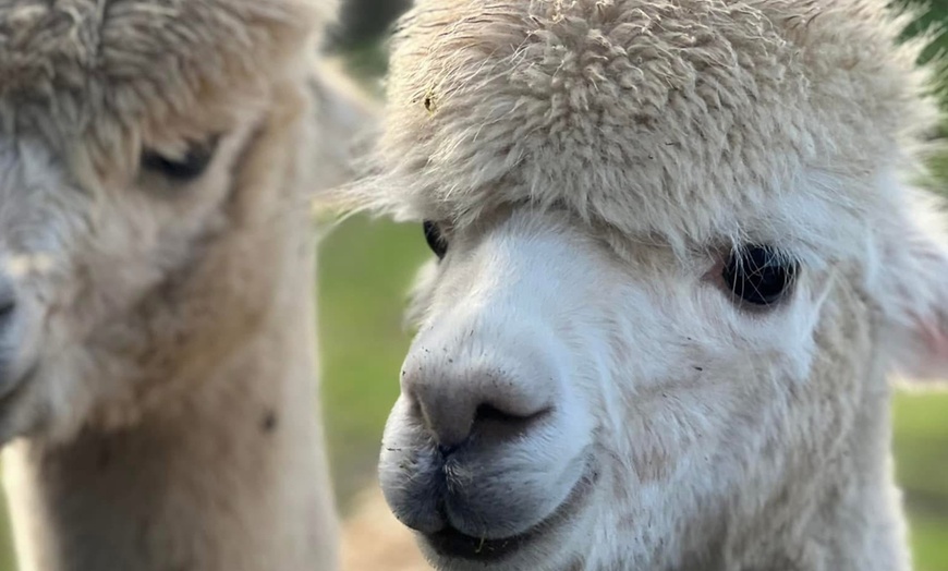 Image 5: Unleash Your Inner Adventurer with Alpacas Tour — Now Up to 25% Off 