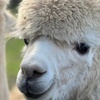 Image 5: Unleash Your Inner Adventurer with Alpacas Tour — Now Up to 25% Off 