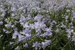 One, Two or Three Agapanthus Potted Plant Collections 9cm - Image 4