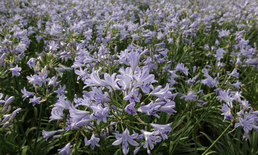 Image 4: One, Two or Three Agapanthus Potted Plant Collections 9cm