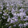 Image 4: One, Two or Three Agapanthus Potted Plant Collections 9cm