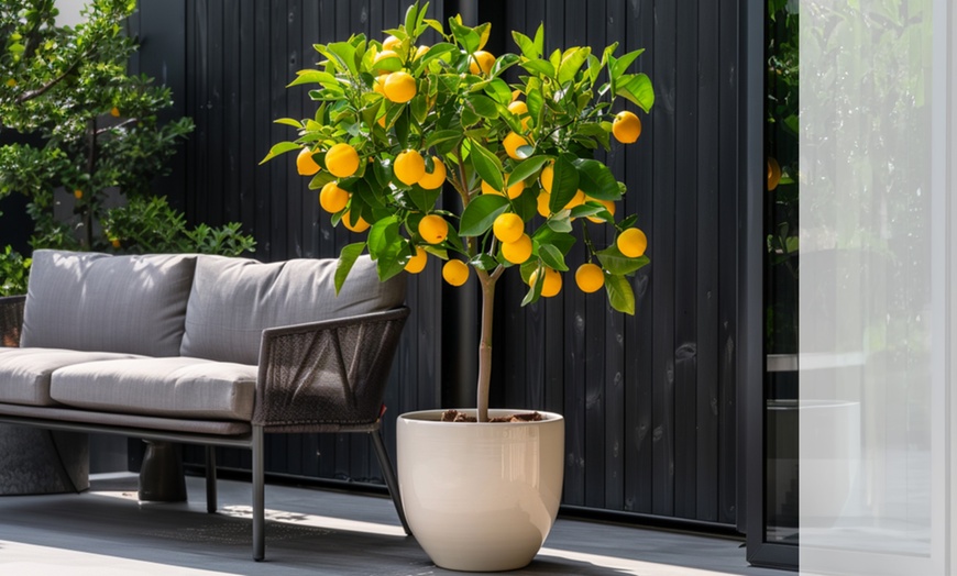 Image 1: Set van 3 Rootz citroen- of sinaasappelbomen