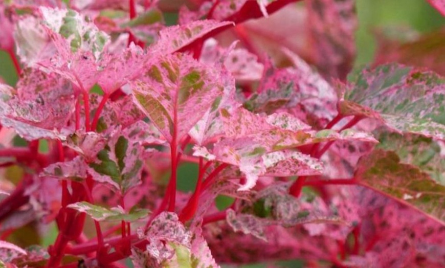 Image 22: Mixed Japanese Acer Palmatum Potted Plants