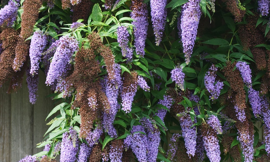 Image 6: 3 cespugli delle farfalle Buddleja