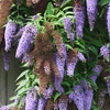 Image 6: 3 cespugli delle farfalle Buddleja