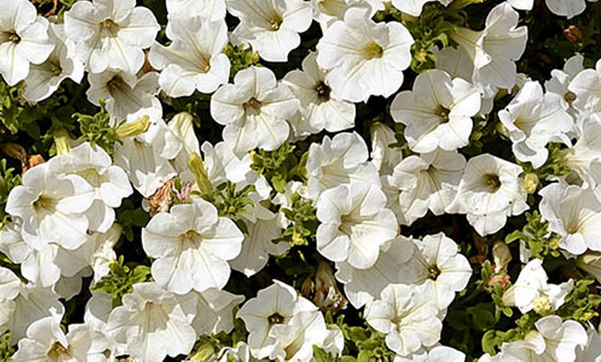 Image 2: YouGarden 12 or 18 Packs of Surfinia Petunia Plug Plant Collections