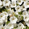 Image 2: YouGarden 12 or 18 Packs of Surfinia Petunia Plug Plant Collections