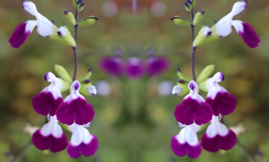 Image 4: Three or Nine Salvia Microphylla Plants Collection