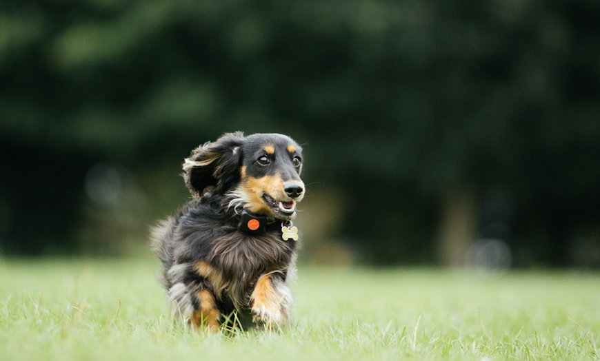 Image 7: PitPat Dog Activity Monitor