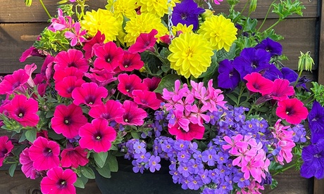 Groupon Unisex Lemon Summer Pre-Planted Hanging Baskets 14-Inch: Tutti Frutti