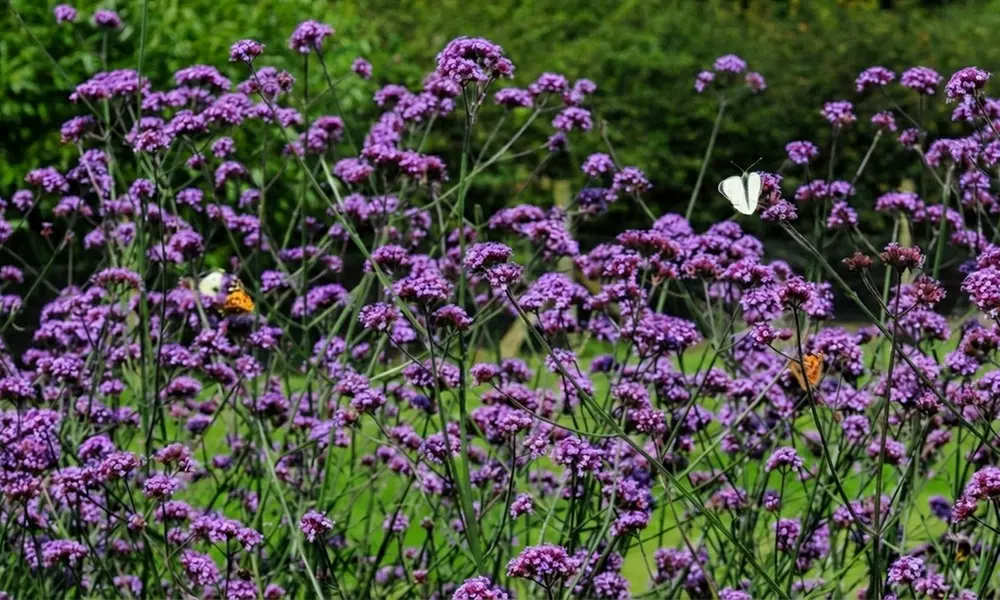 24 Wildlife Friendly Perennial Plants