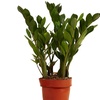 Image 9: 1 oder 2 Glücksfeder-Pflanzen (Zamioculcas)