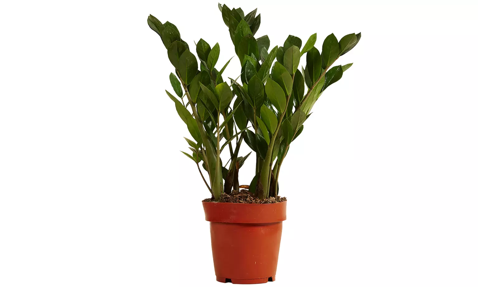 1 oder 2 Glücksfeder-Pflanzen (Zamioculcas)