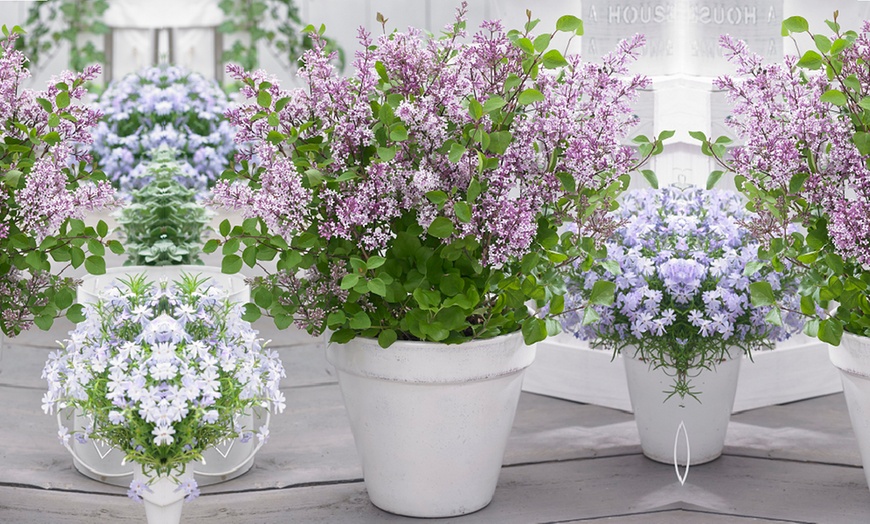 Image 1: Purple Scented Lilac - 1 or 2 Potted Plants