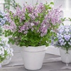 Image 1: Purple Scented Lilac - 1 or 2 Potted Plants