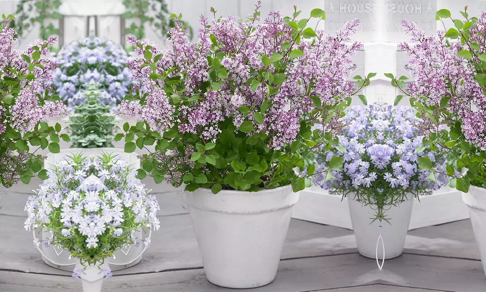 Purple Scented Lilac - 1 or 2 Potted Plants - Primary Image