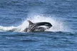 3-3.5 Hr Guaranteed Whale Watch Tour – the Pacific Northwest Adventures (Up to 17% Off) - Second Medium