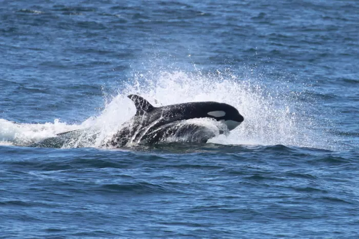 3-3.5 Hour Guaranteed Whale Watch Tour with Island Adventures