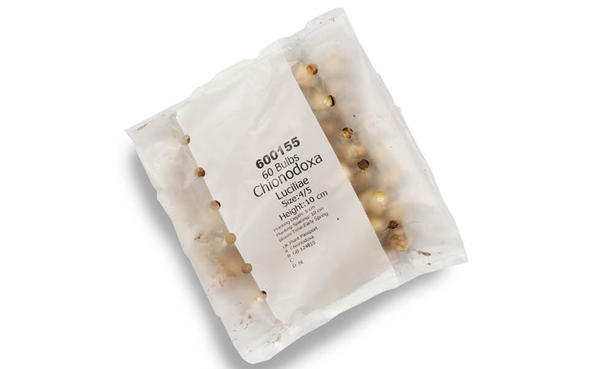 Image 6: Chionodoxa Lucilaea 'Glory of the Snow' Spring Flowering Bulbs