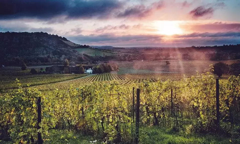 Wine Lovers’ Escape: Indoor Classic Wine Experience for 1, 2, or 4