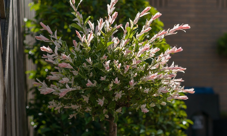Image 2: 1 o 2 salici ornamentali XL Salix integra "Flamingo"