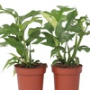 Image 2: Lot de 2 plantes Monstera Minima ou Monkey-Mask