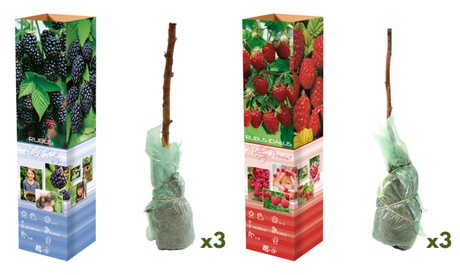 OH2 Plantas de frambuesa y zarzamora,3 de cada , 6, Green