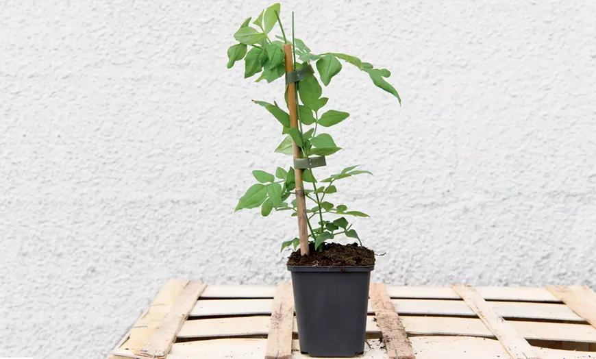 Image 5: Up to Three Officinale Jasmine Plants 9cm