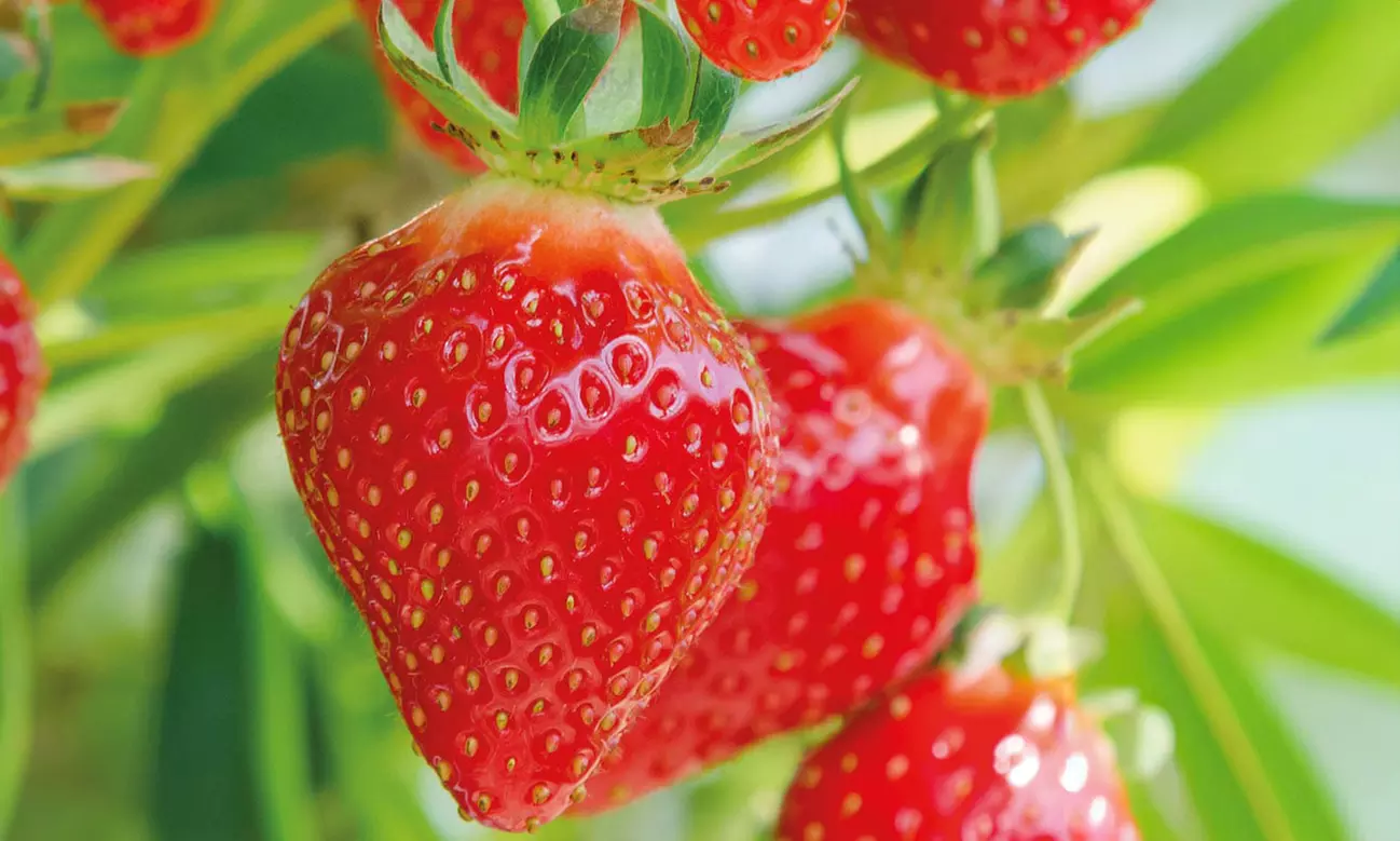 Summer Strawberry Harvest Collection