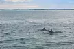 Experience the Thrill of a 2-Hour Dolphin & Island Tour from Uncharted Waters Dolphin and Fishing Charters! - Second Medium