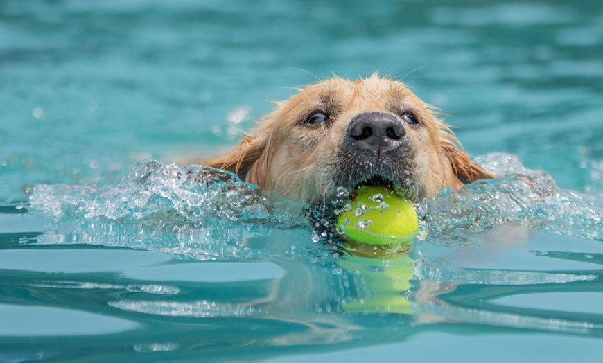 Image 6: DogFest 2025 | Your Favorite Dog-Friendly Festival 