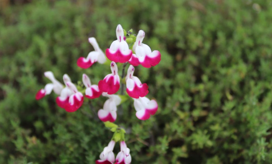 Image 5: Three or Nine Salvia Microphylla Plants Collection