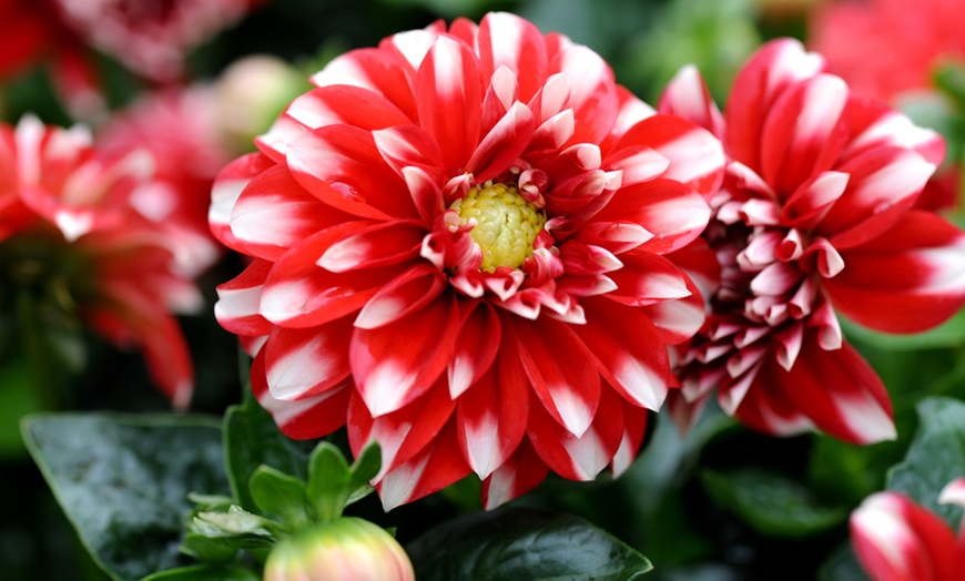 Image 5: Mixed Dahlia Plants