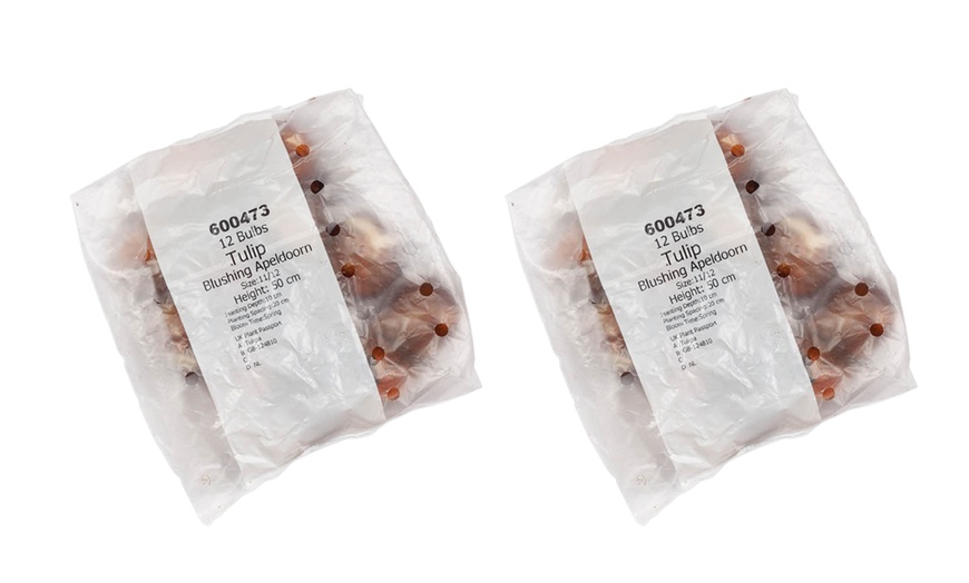 Image 6: One or Two Tulip Blushing Apeldoorn Spring Flowering Bulbs