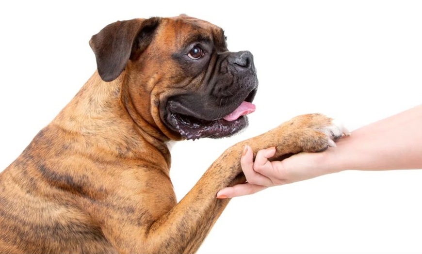 Image 7: Pet Multi Shoot: x2 10x8" Wall Blocks/x2 Digital Images & x1 Per Shoot