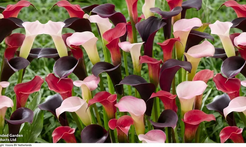 Calla Lily 'Carnival' or 'Romance Blend' 9 or 18 Bulbs - Image 5
